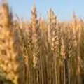 Wheat